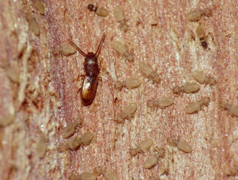 Cryptolestes sp. (Laemophloeidae) con psocotteri